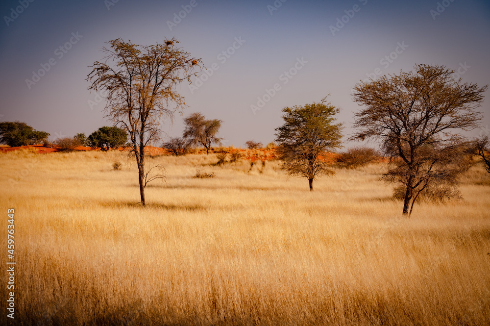 Desert of Kalahari in Namibia