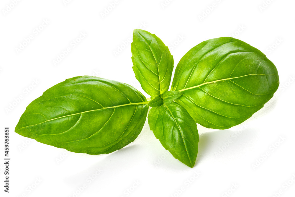 Fresh organic basil leaf, close-up, isolated on white background. - obrazy, fototapety, plakaty 