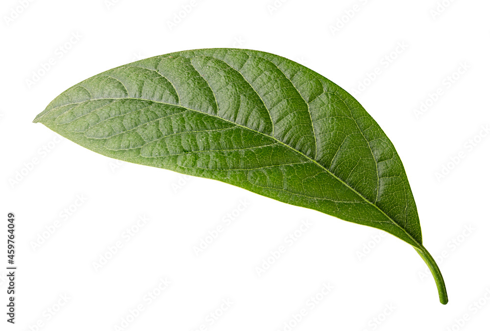 Obraz premium Avocado green leaf