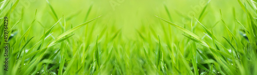 Greenfield of young wheat, juicy young grass in sunlight rays. green leaf macro. Young green wheat swaying gently in the wind illuminated by the sun. Banner