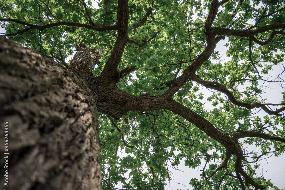 Fototapeta premium Tree crown, summer in South Bohemia