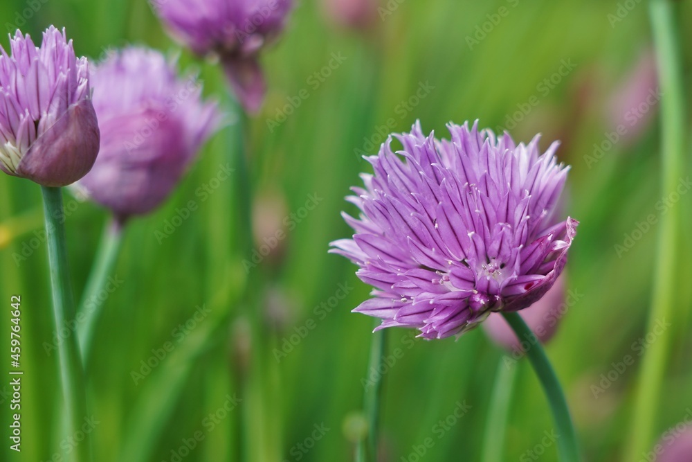 Fleur de ciboulette