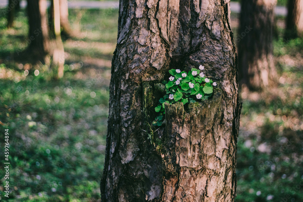 Fototapeta premium flowers in tree
