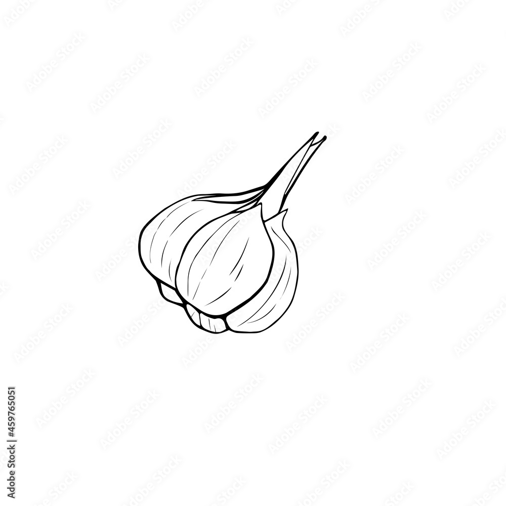 garlic,  autumn harvest, sketch line