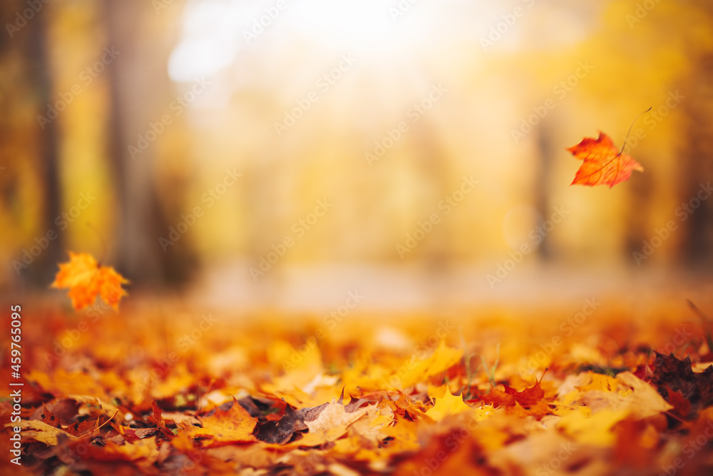 Defocused view of the colorful leaves in the autumnal park. - obrazy, fototapety, plakaty 