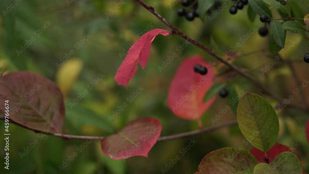 A bush with poisonous black berries in the autumn forest. Cloudy autumn day. A bush with poisonous black berries in the autumn forest. Cloudy autumn day.