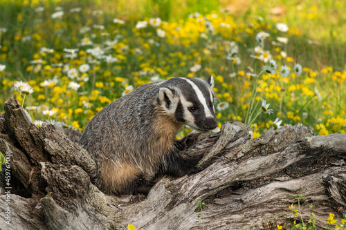 North American Badger (Taxidea taxus) Cub Turns While Sitting on Log Summer photo