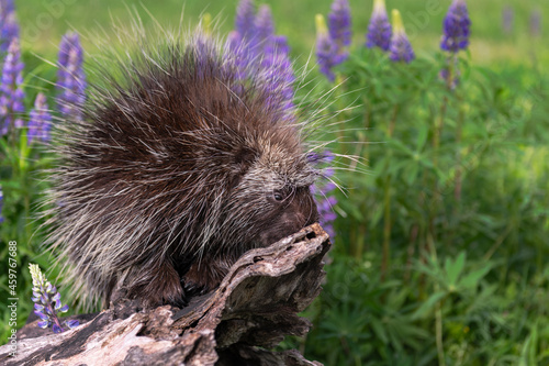 Porcupine (Erethizon dorsatum) Nose Against End of Log Summer © geoffkuchera