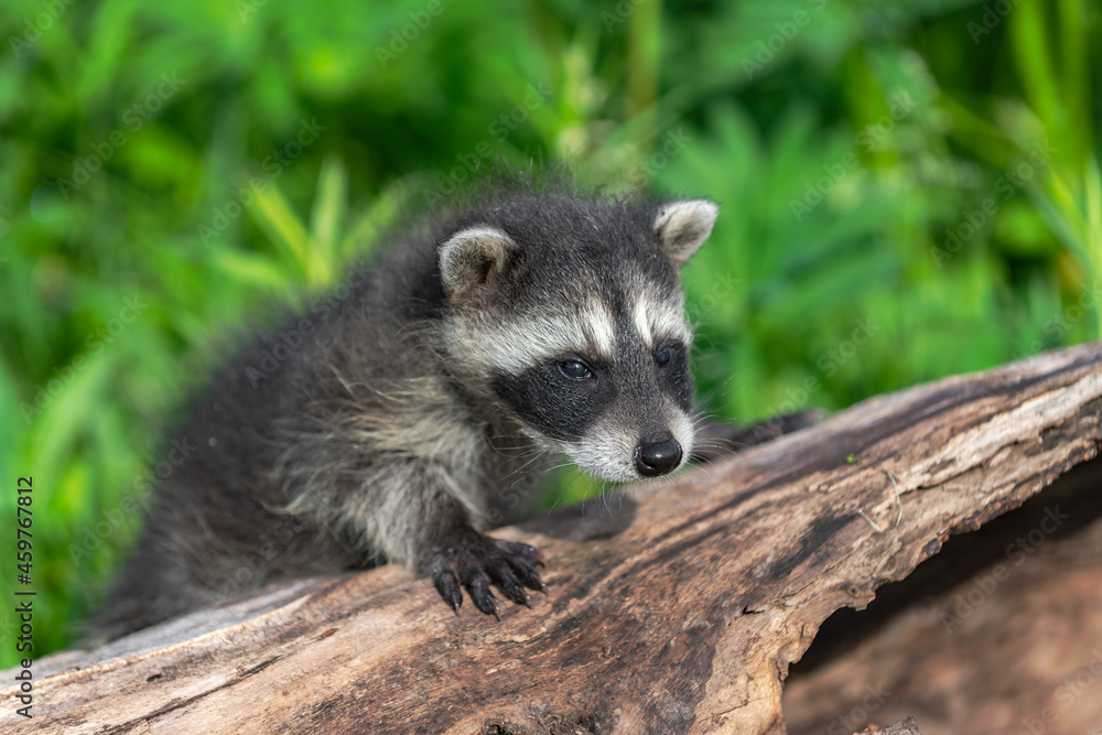 Raccoon (Procyon lotor) Looks Out From Atop Log Summer Raccoon (Procyon lotor) Looks Out From Atop Log Summer
