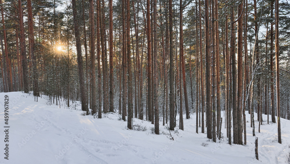 Fototapeta premium sun in winter pine forest in snow at sunset