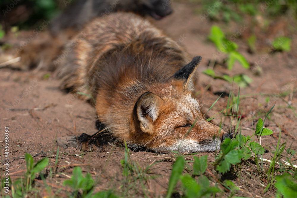 Fototapeta premium Red Fox (Vulpes vulpes) Snoozes Outside Den Summer