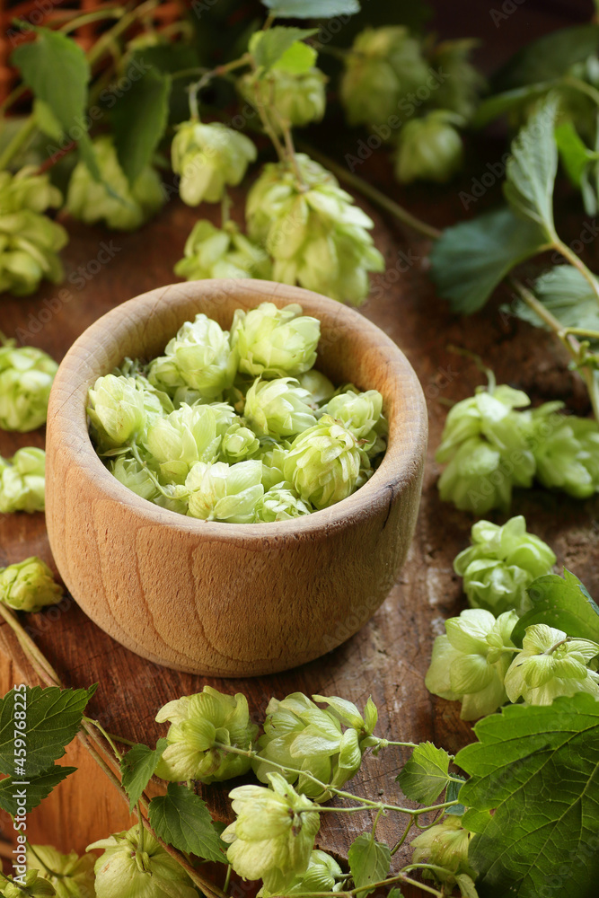 Hops flowers in a wooden bowl on rustic background, natural material for brewery production and sourdough bread making, closeup, natural medicine and naturopathy concept Hops flowers in a wooden bowl on rustic background, natural material for brewery production and sourdough bread making, closeup, natural medicine and naturopathy concept
