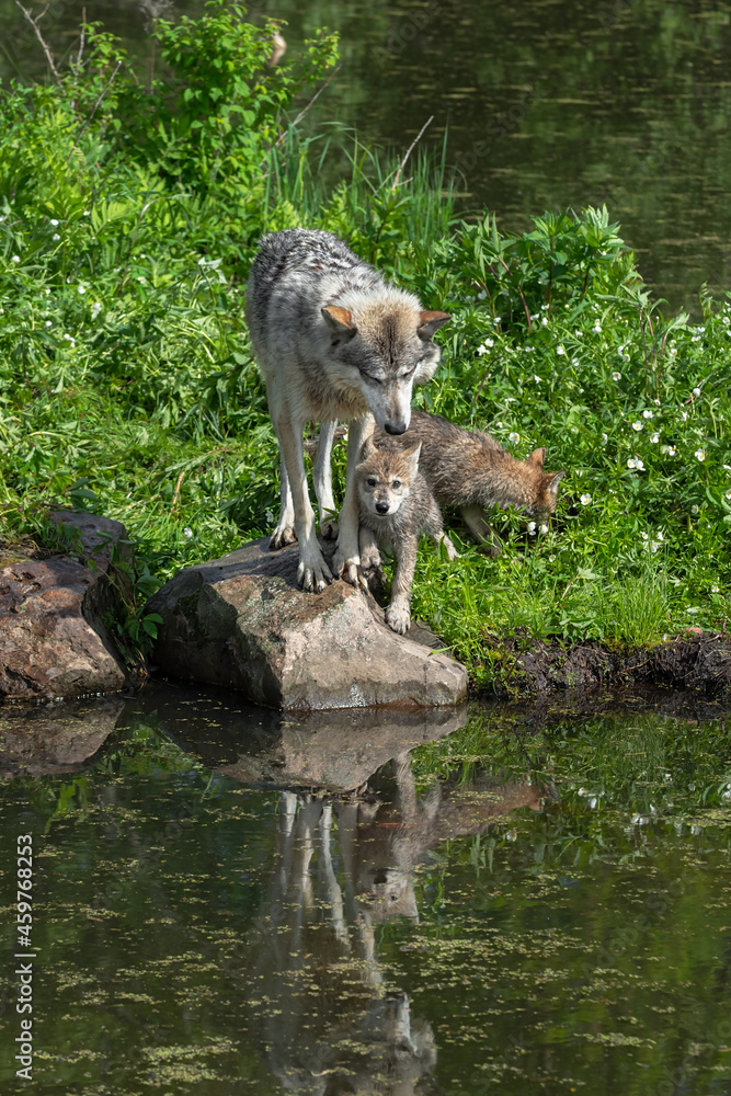 Grey Wolf (Canis lupus) and Pup on Rock at Edge of Water Third in Background Summer Grey Wolf (Canis lupus) and Pup on Rock at Edge of Water Third in Background Summer