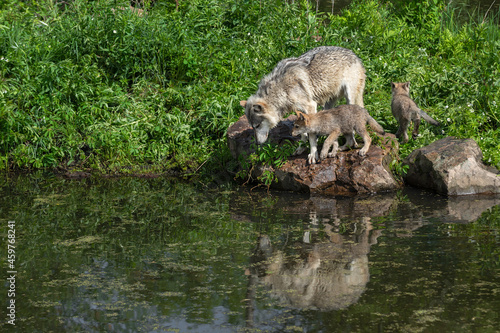 Grey Wolf  Canis lupus  and Pup Look Into Water Reflected Third Walks Away Summer