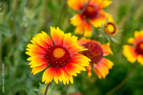 chic gaillardia blooms beautifully on the lawn. High quality photo