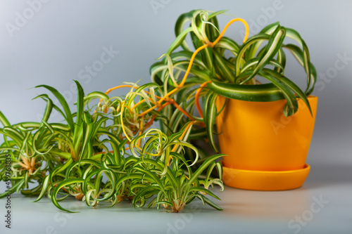 Wallpaper Mural Indoor flower on a gray background. Torontodigital.ca