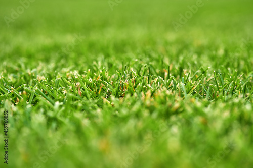 Selective focus photo of smooth lawn