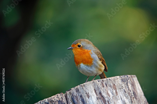 Eurasian robin perched on a log in a woodland location © Stephen