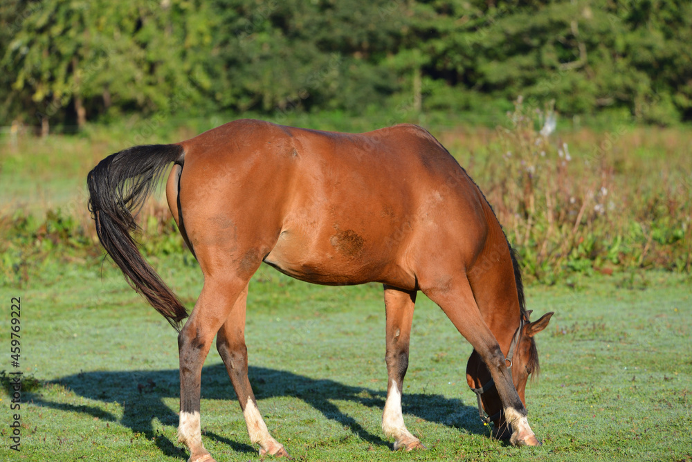Pferd Pferd
