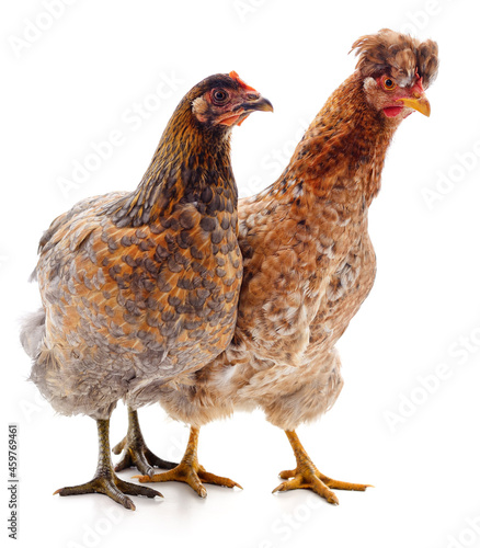 Two brown chicken.