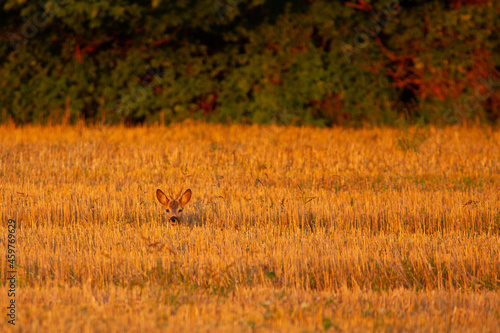 Roe deer resting in the field during sunset