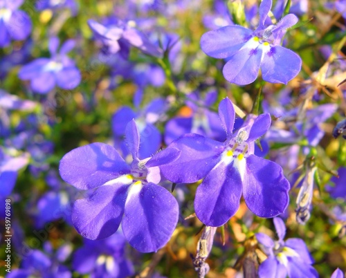 Art purple flower
