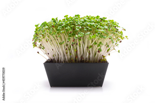 Flowerpot of sprouted seeds on white background