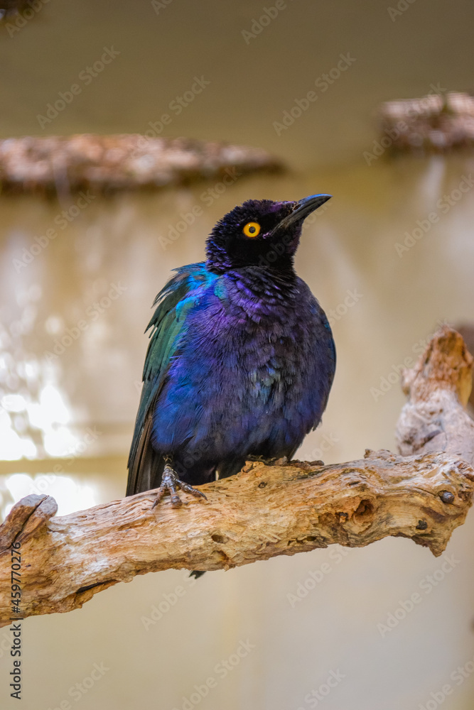 The Cape starling, red-shouldered glossy-starling or Cape glossy starling The Cape starling, red-shouldered glossy-starling or Cape glossy starling