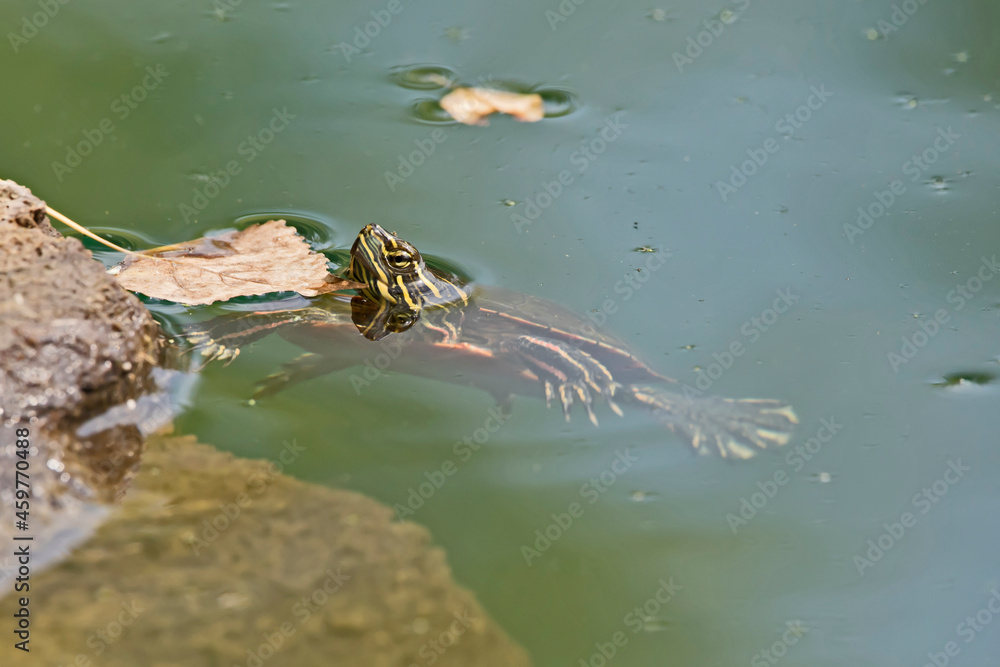 Painted turtle in the water with its head out Painted turtle in the water with its head out