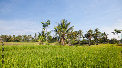 Beautiful landscape on Bali island, Indonesia. Coconut palms and rice fields.