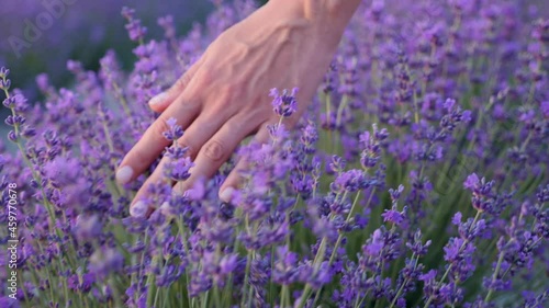 woman hand floats on a purple flowering lavender bush in the summer photo