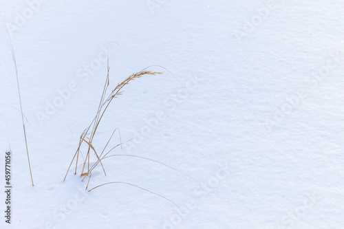 Winter landscape with a dry grass in white snowdrift