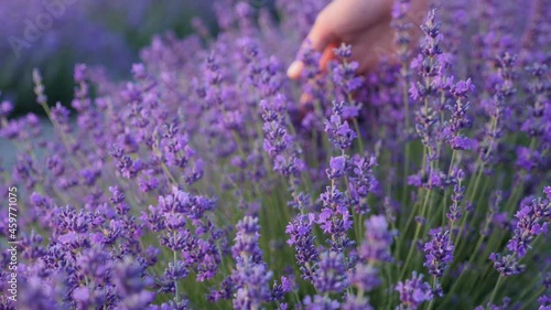 woman hand floats on a purple flowering lavender bush in the summer
