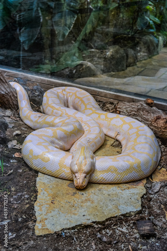 Yellow and white striped Albino Darwin python snake 