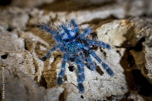 caribena versicolor young