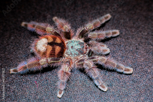 caribena versicolor adult
