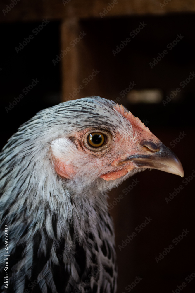 black and white hen