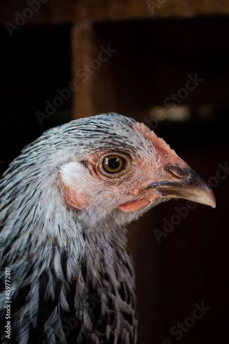 black and white hen