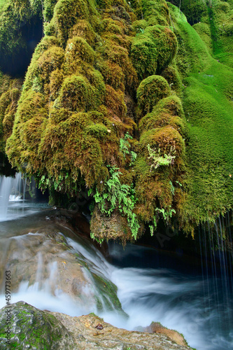 river in the forest
