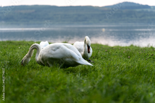 Ein Schwan auf einer grünen Wiese am Berzdorfer See bei Görlitz in Sachsen. photo