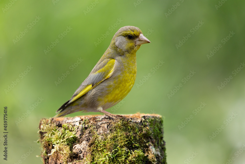 Little songbird sitting on the tree stump. The european greenfinch (Chloris chloris) Little songbird sitting on the tree stump. The european greenfinch (Chloris chloris)