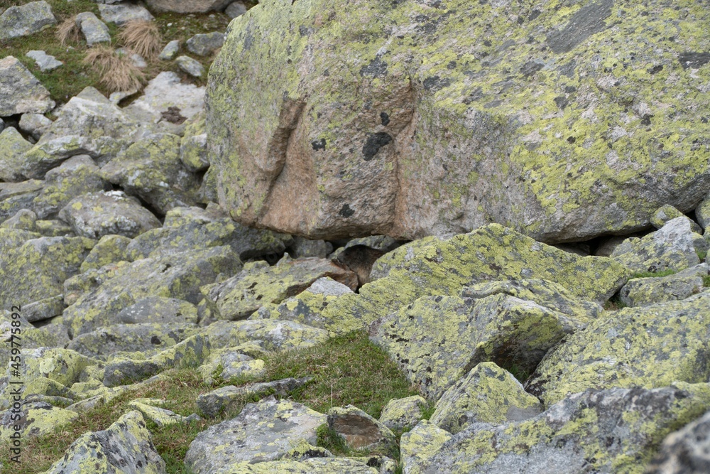 marmot in a mountain and rock