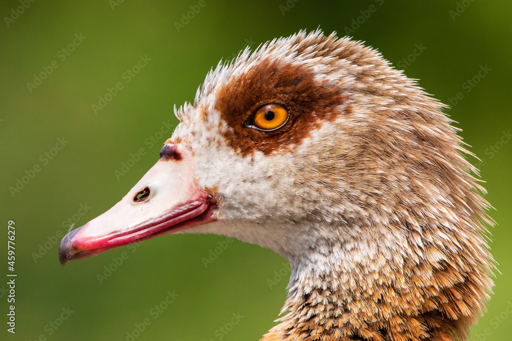 Fototapeta premium Nilgans 7