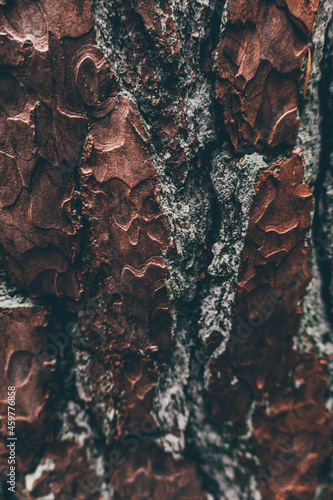 close look at tree bark © Muhre