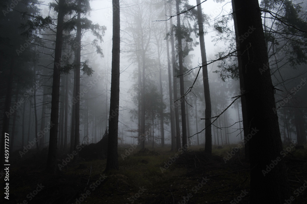 Fototapeta fog in the dark forest