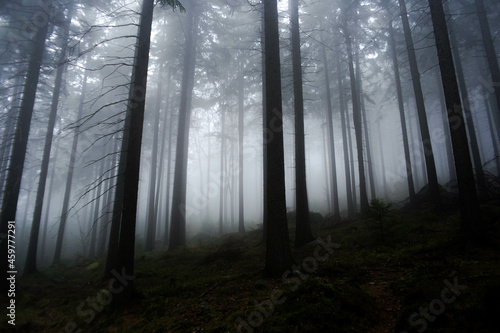 Fototapeta Naklejka Na Ścianę i Meble -  fog in the dark forest