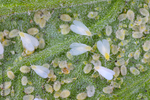 Adults, larvae and pupae of Glasshouse whitefly (Trialeurodes vaporariorum) on the underside of tomato leaves. It is a currently important agricultural pest. photo