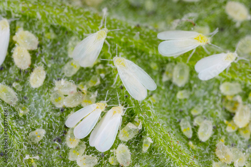 Adults, larvae and pupae of Glasshouse whitefly (Trialeurodes vaporariorum) on the underside of tomato leaves. It is a currently important agricultural pest. photo