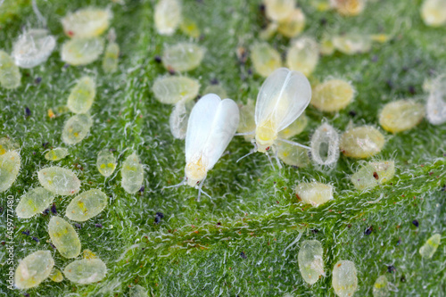 Cuadro en lienzo Adults, larvae and pupae of Glasshouse whitefly (Trialeurodes vaporariorum) on the underside of tomato leaves