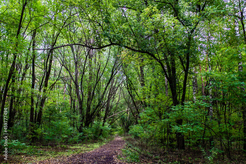 green forest forest path